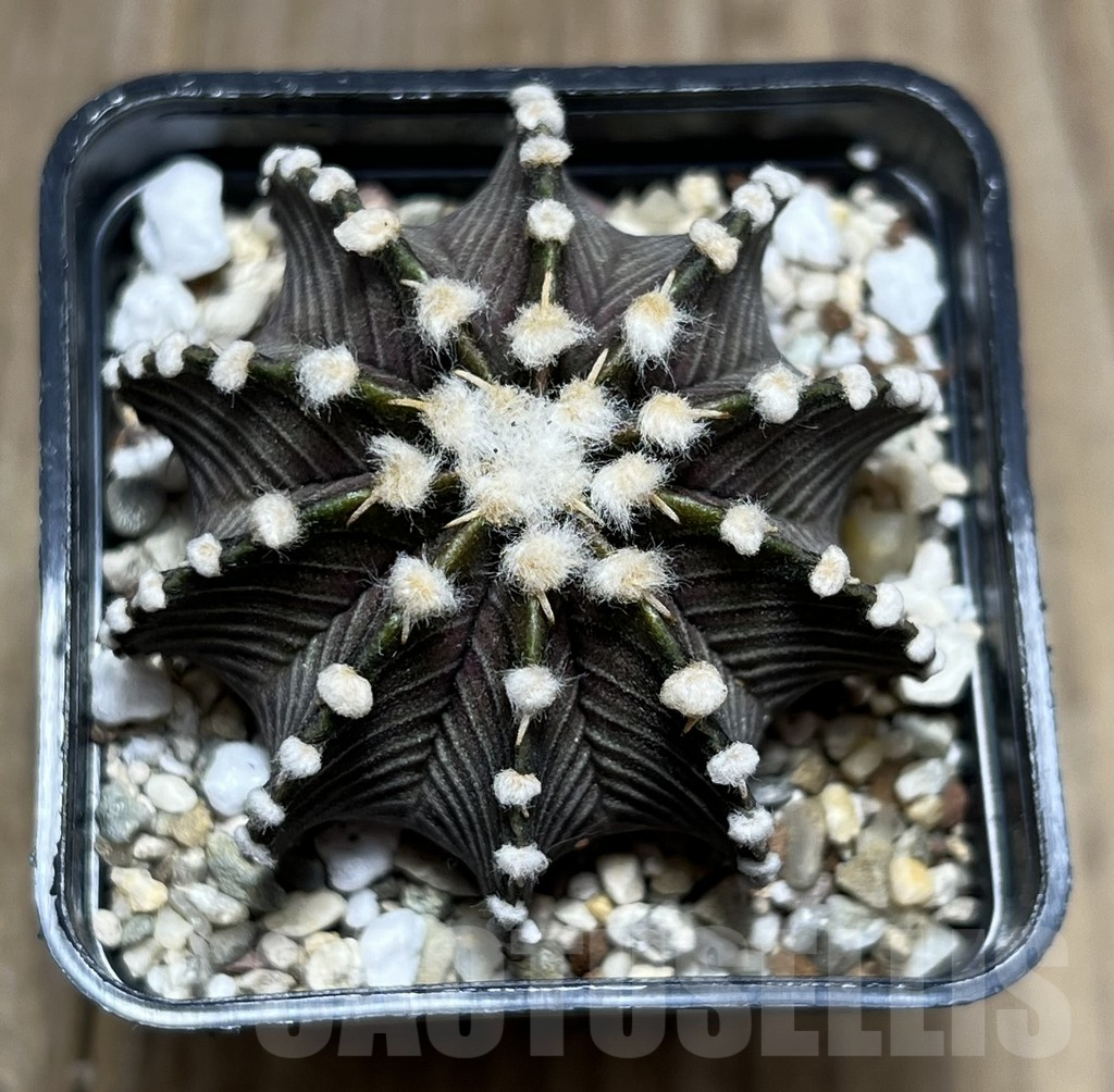 SHPR27385 Gymnocalycium friedrichii VOS 1241 - Image 2