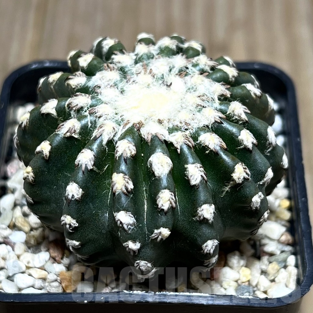 SHPR27386 Discocactus horstii