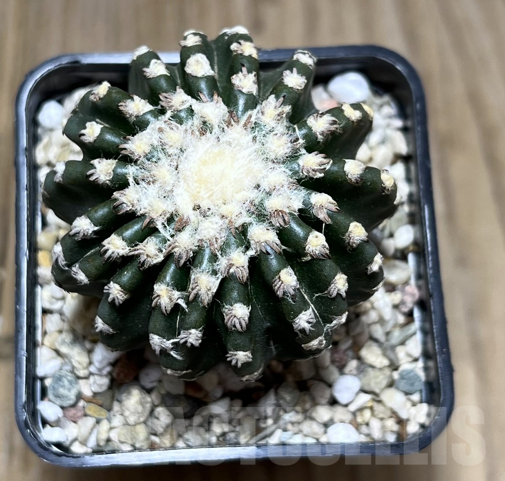 SHPR27386 Discocactus horstii - Image 2