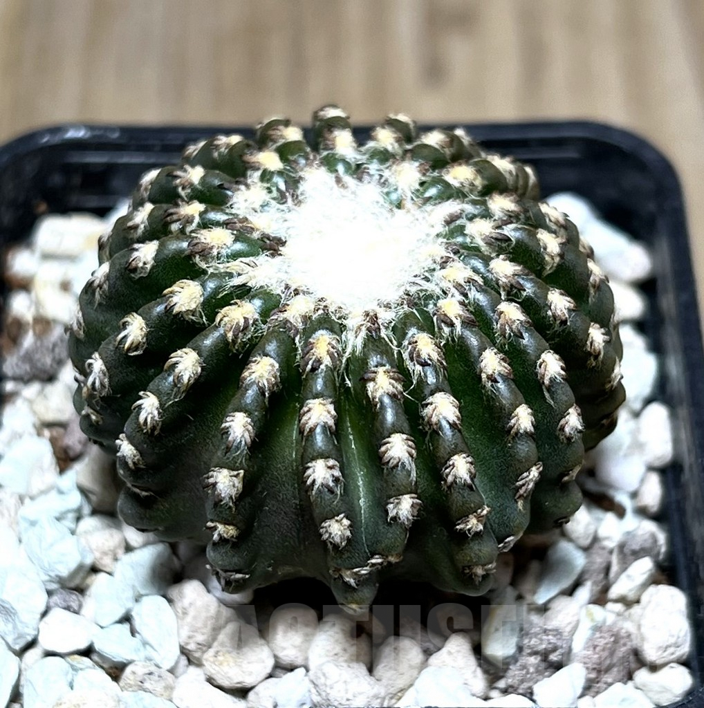 SHPR27387 Discocactus horstii