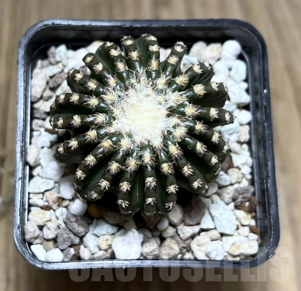 SHPR27387 Discocactus horstii - Image 2