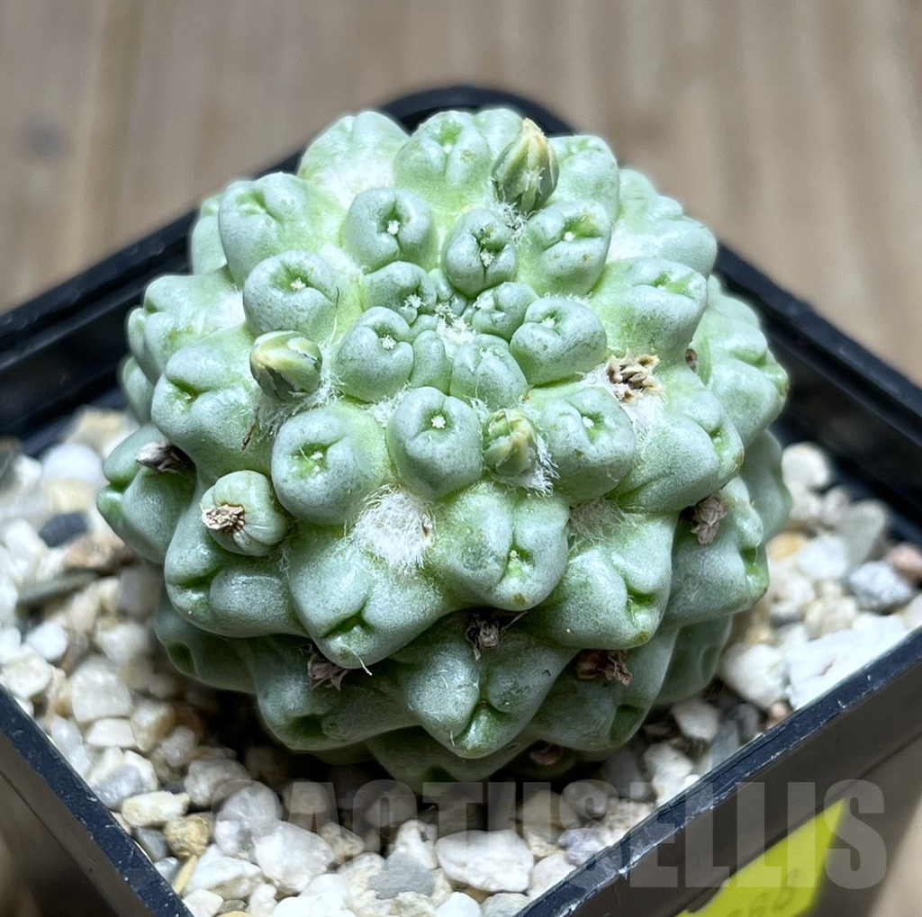 SHPR27388 Mammillaria schumannii ‘inermis’