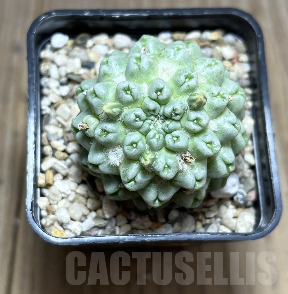 SHPR27388 Mammillaria schumannii ‘inermis’ - Obrázek 2