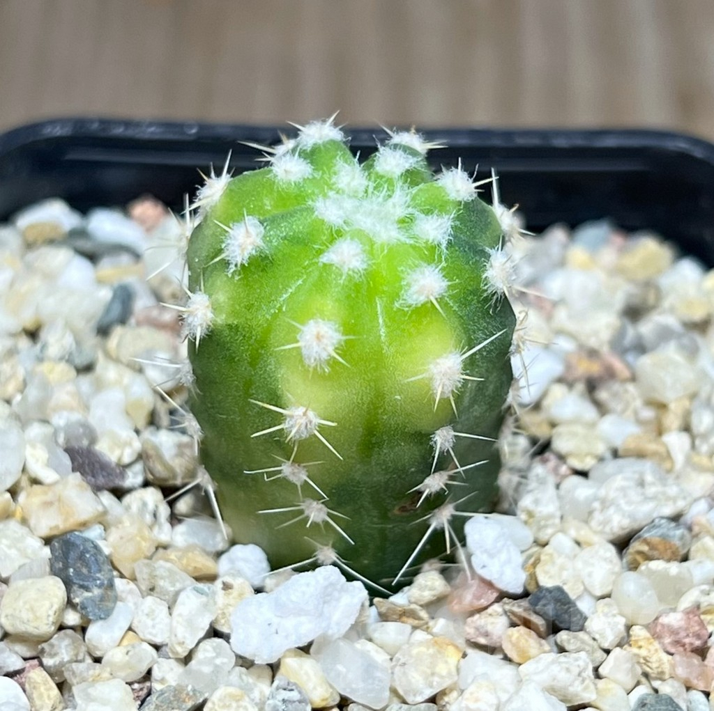 SHPR27393 Echinopsis hybrid f. variegata