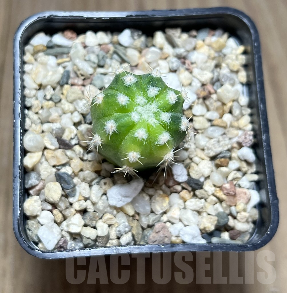 SHPR27393 Echinopsis hybrid f. variegata - immagine 2