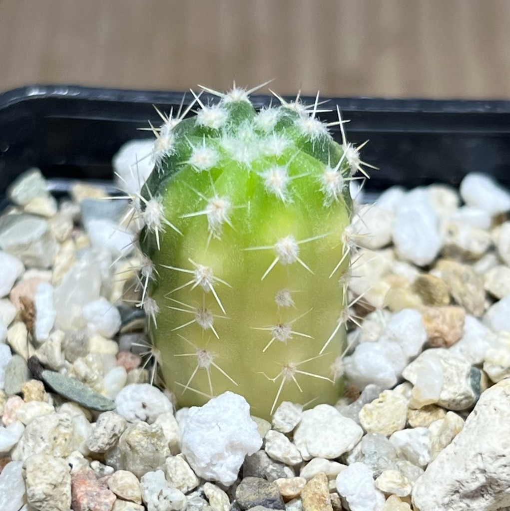 SHPR27394 Echinopsis hybrid f. variegata