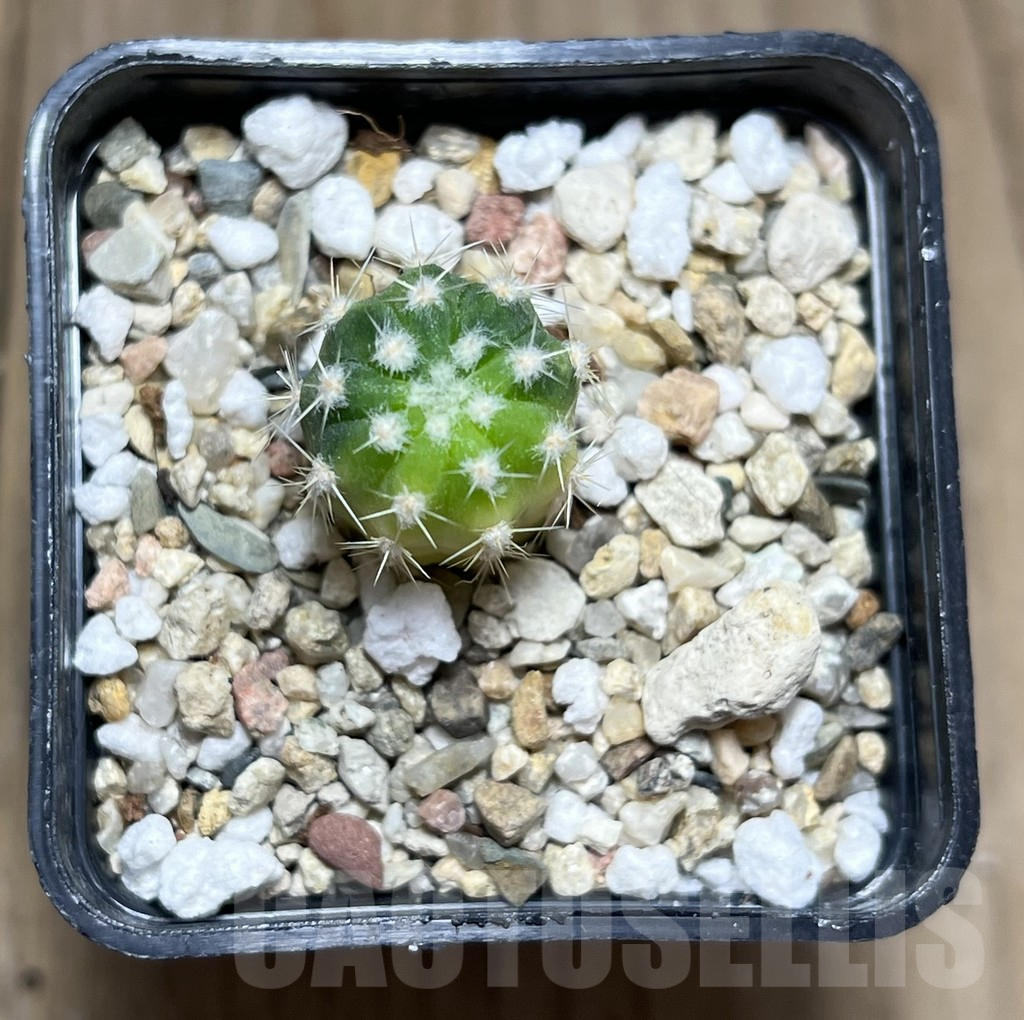 SHPR27394 Echinopsis hybrid f. variegata - immagine 2
