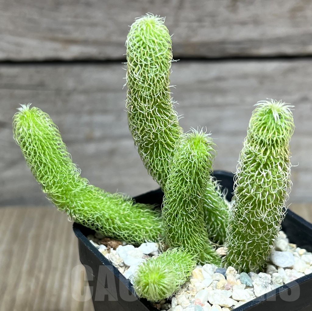 SHPR27395 Stapelianthus pilosus