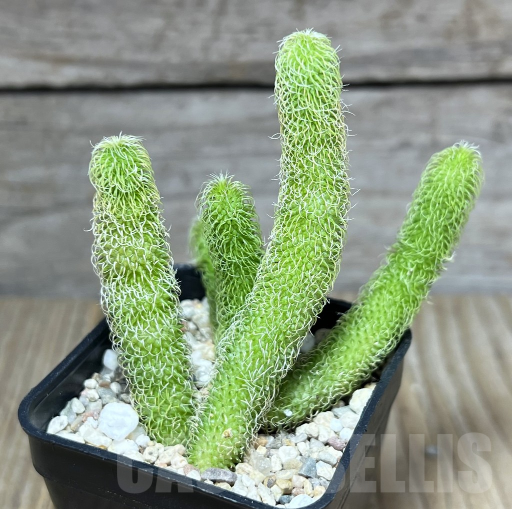 SHPR27395 Stapelianthus pilosus - immagine 2