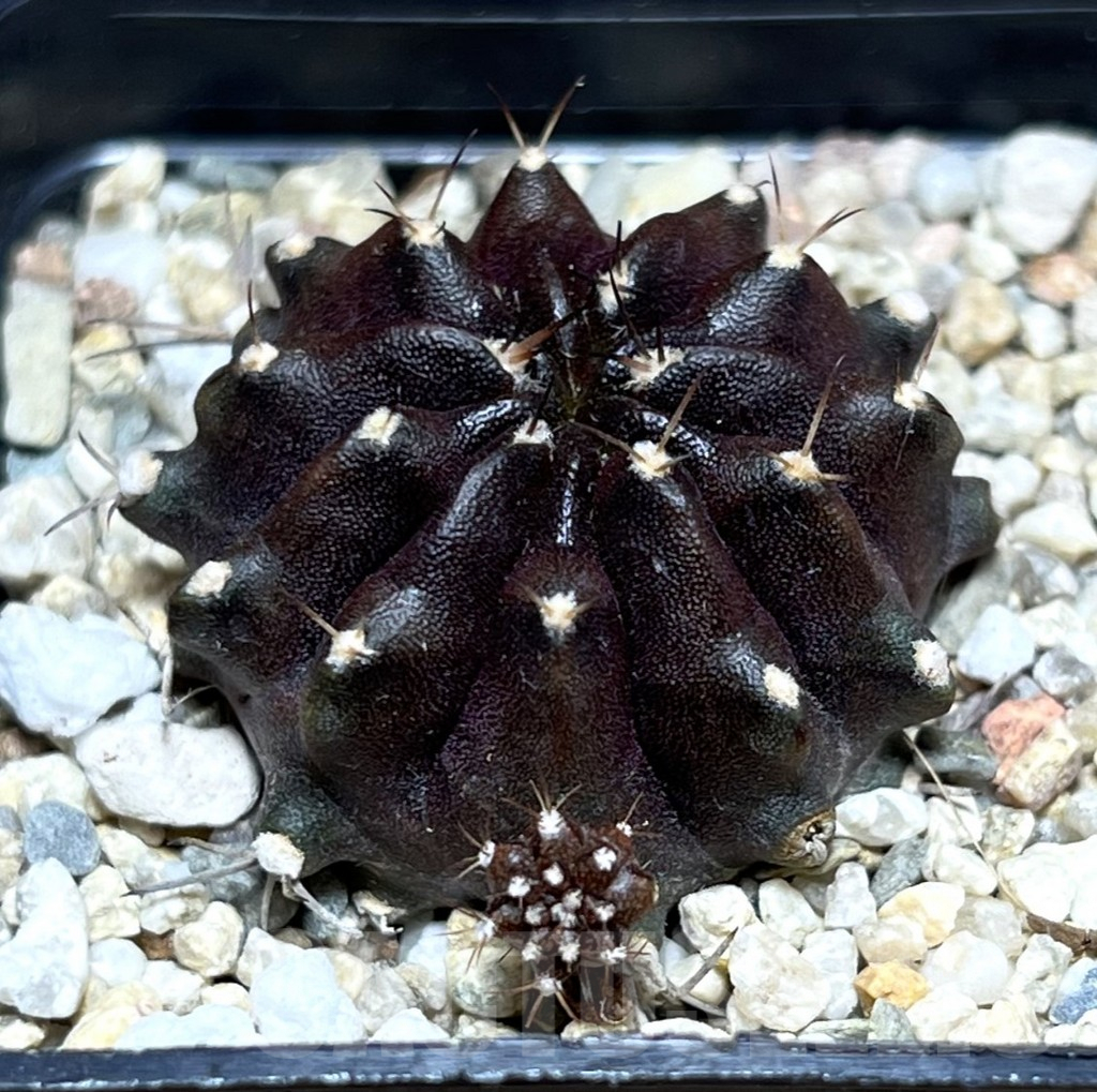 SHPR27397 Gymnocalycium mihanovichii ‘Black Boxer’