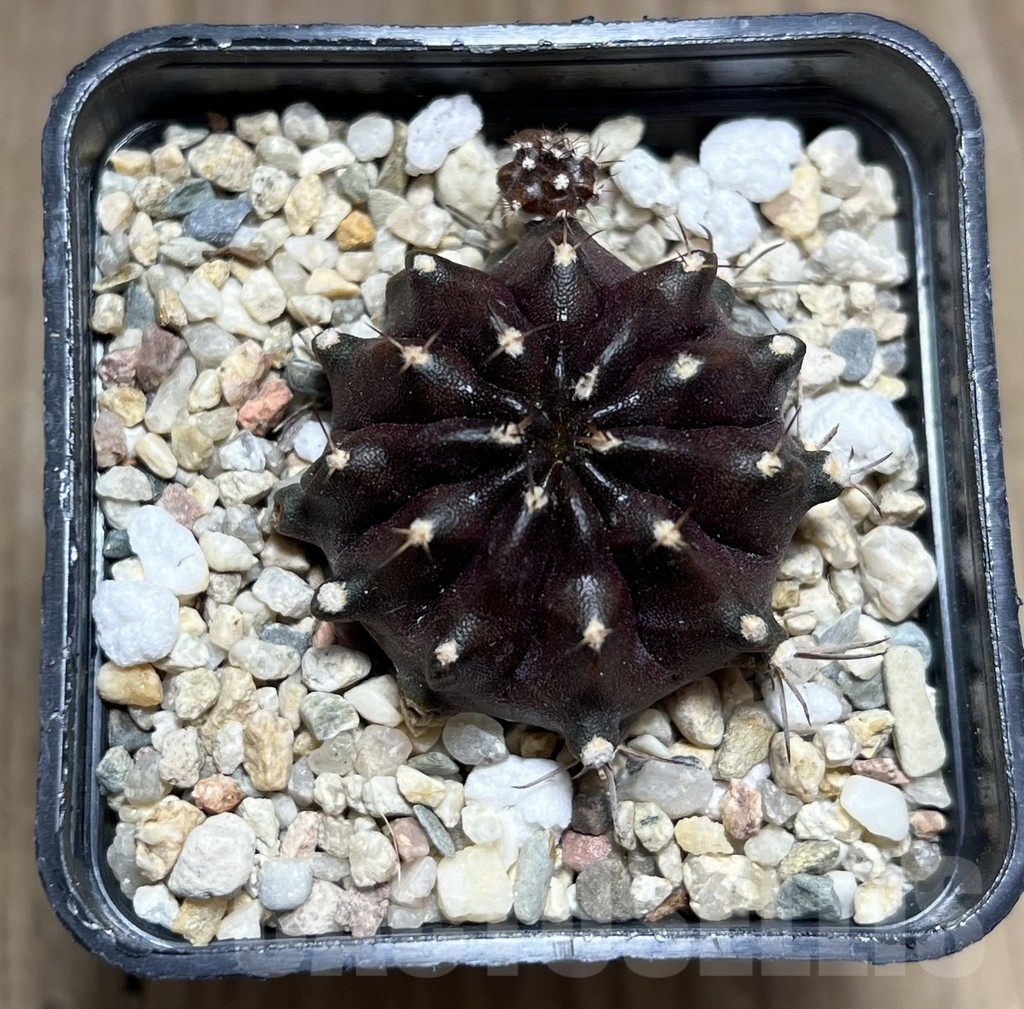 SHPR27397 Gymnocalycium mihanovichii ‘Black Boxer’ - Image 2