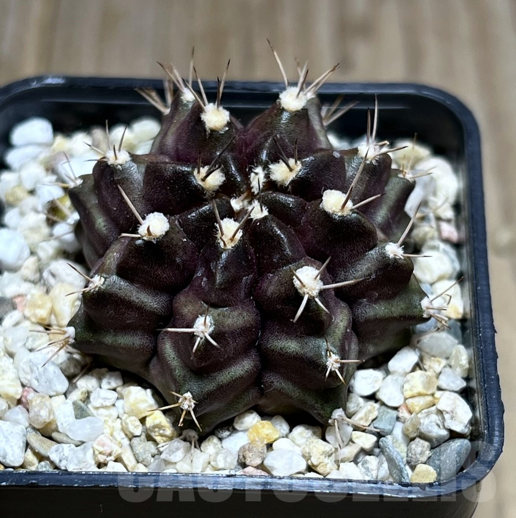 SHPR27398 Gymnocalycium mihanovichii ‘Black Green’