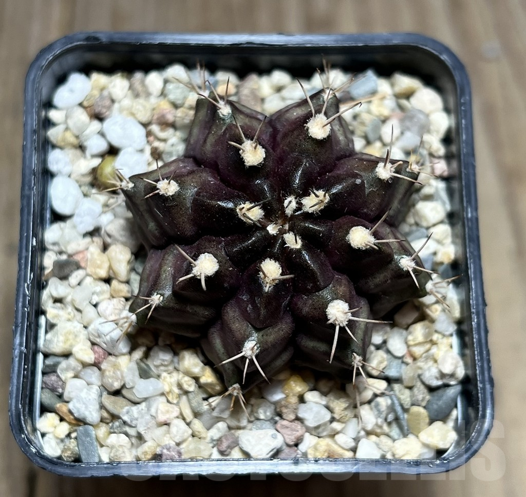 SHPR27398 Gymnocalycium mihanovichii ‘Black Green’ - Image 2