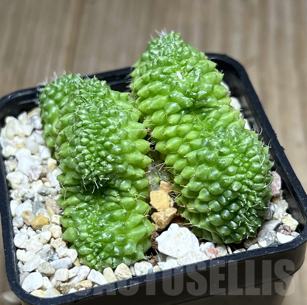 SHPR27402 Mammillaria bucareliensis f. cristata - Image 2