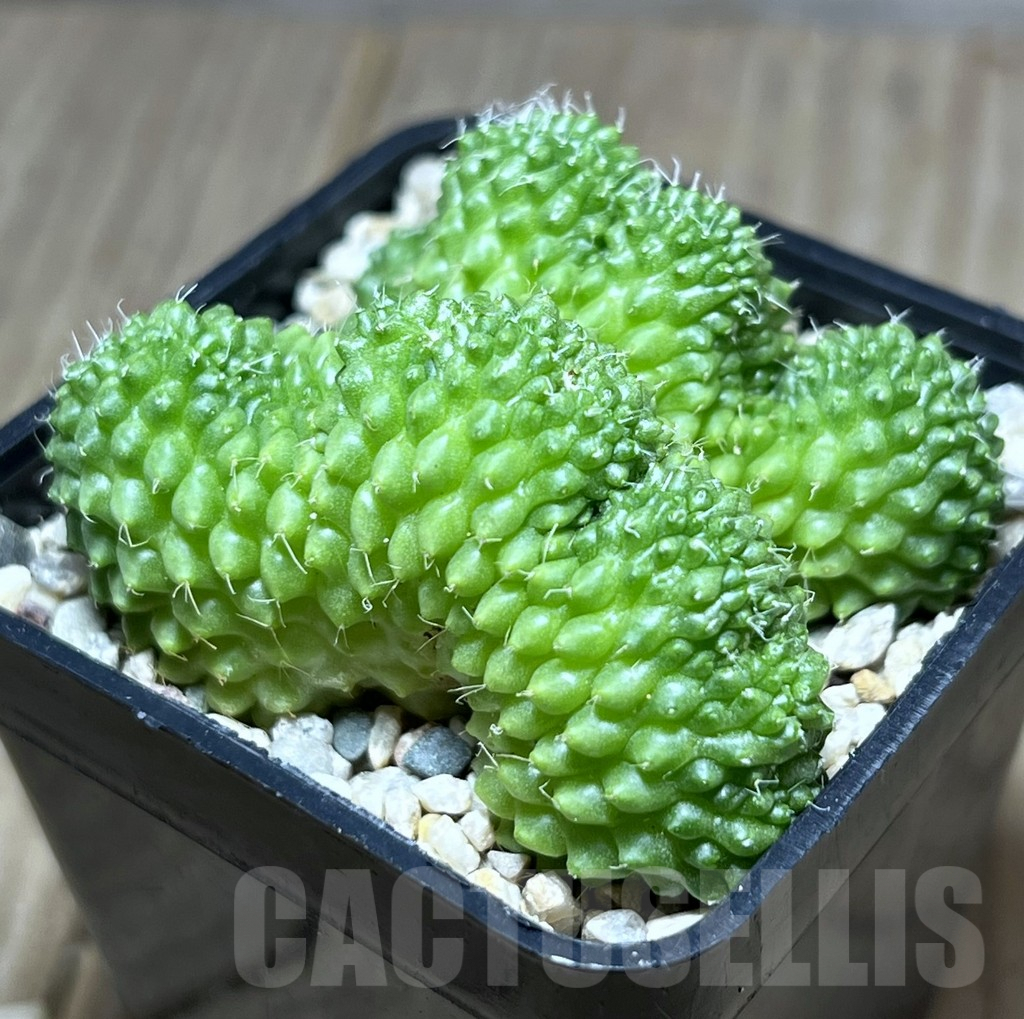 SHPR27402 Mammillaria bucareliensis f. cristata