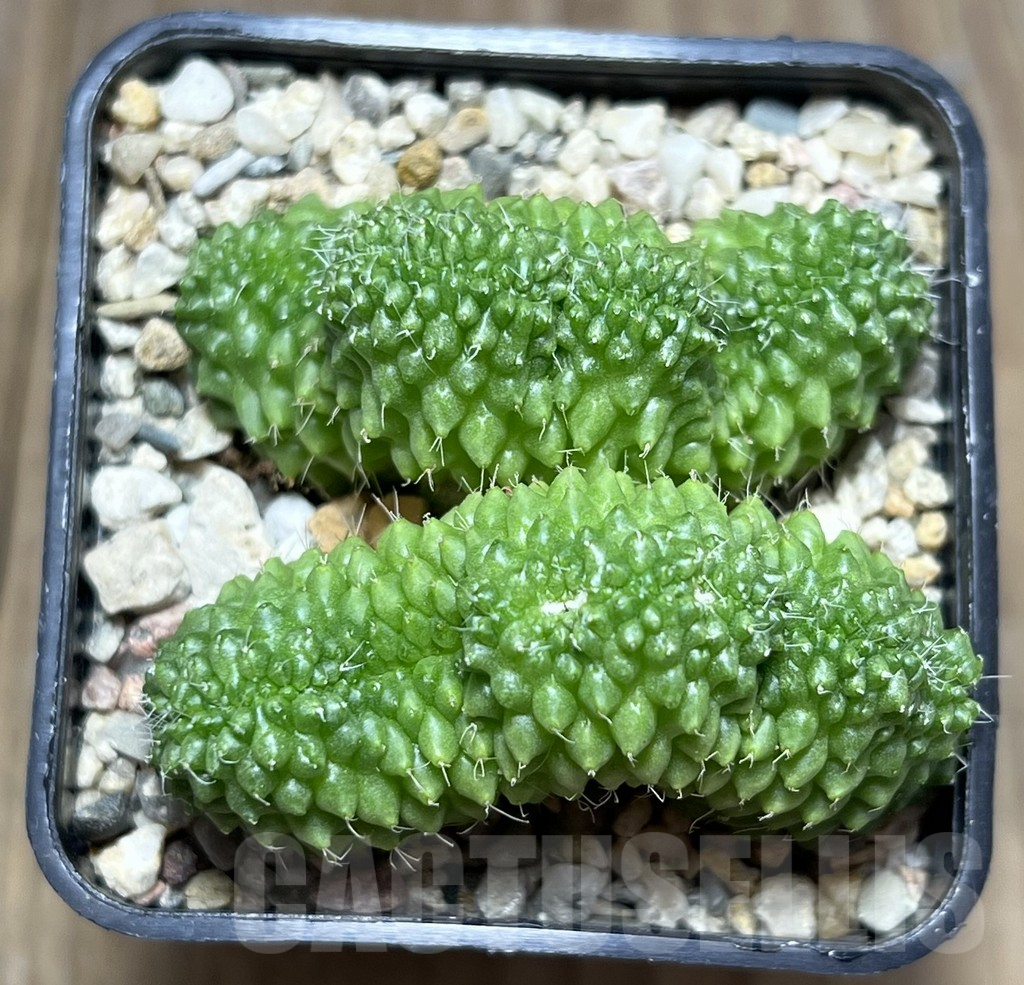 SHPR27402 Mammillaria bucareliensis f. cristata - Image 3