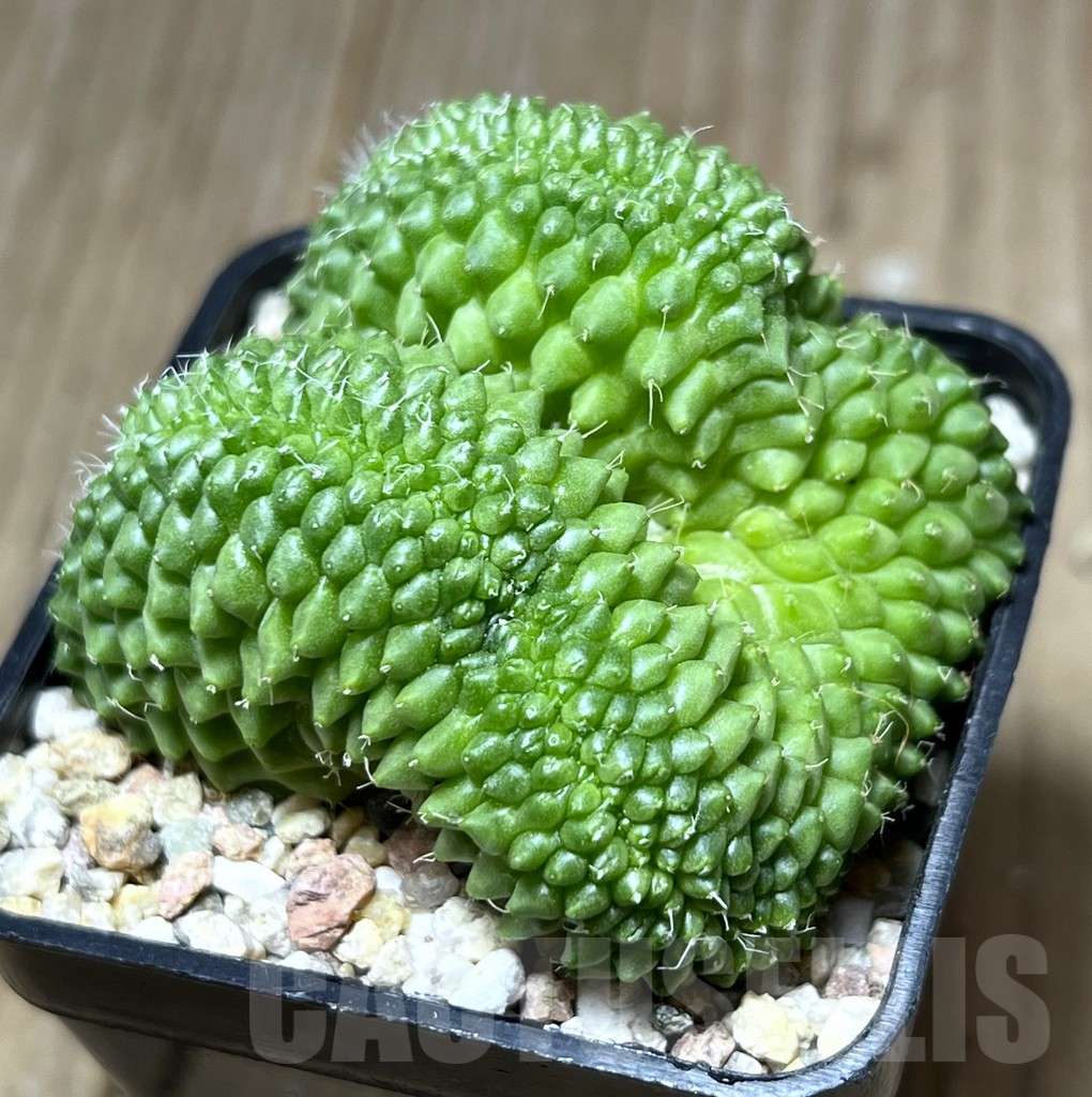 SHPR27403 Mammillaria bucareliensis f. cristata