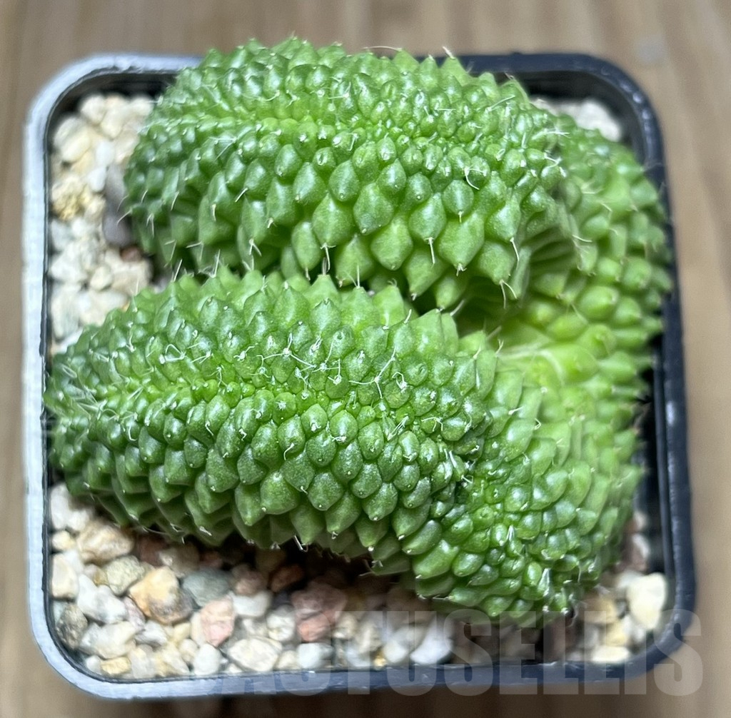 SHPR27403 Mammillaria bucareliensis f. cristata - Imagen 2