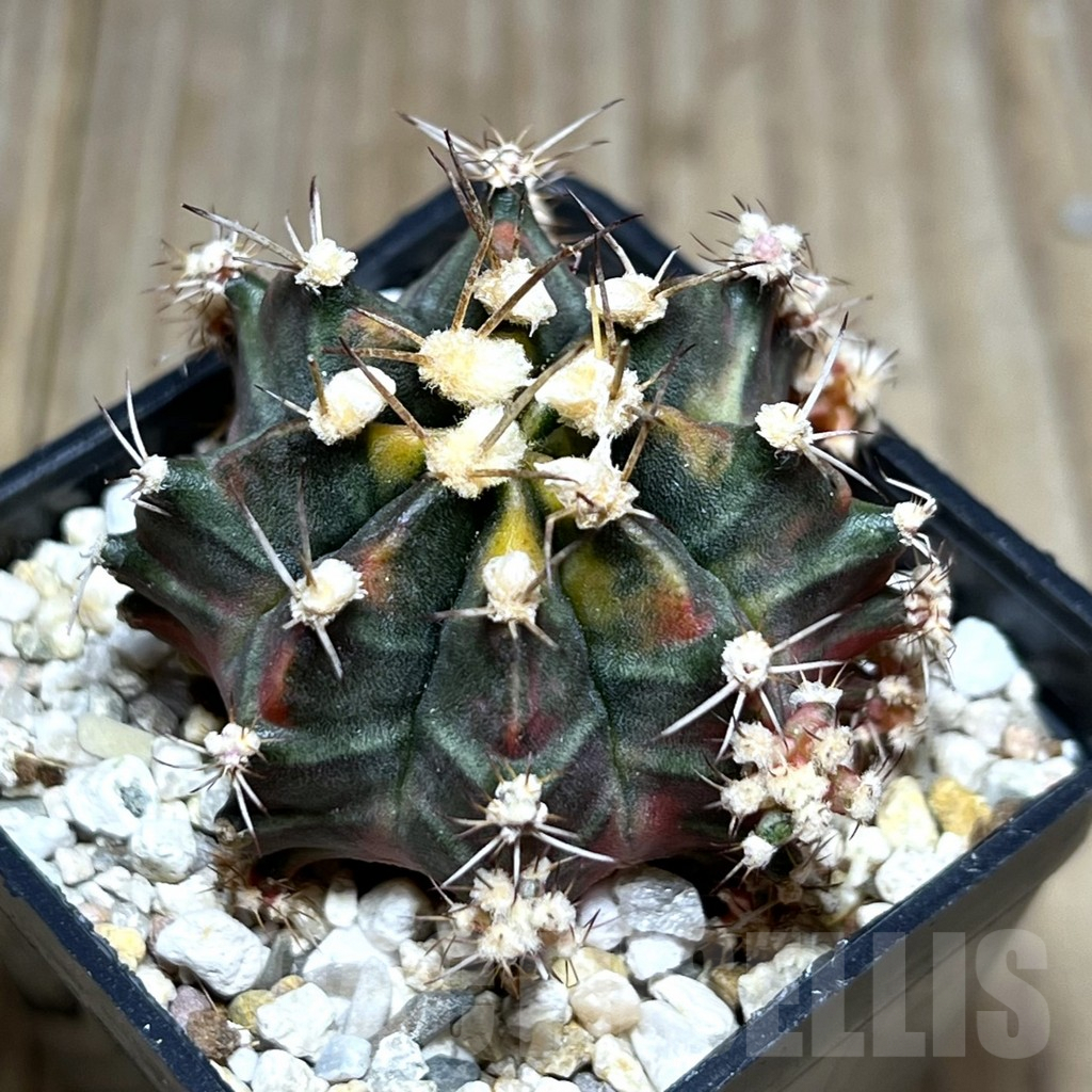 SHPR27404 Gymnocalycium mihanovichii ‘Son of Sepia’
