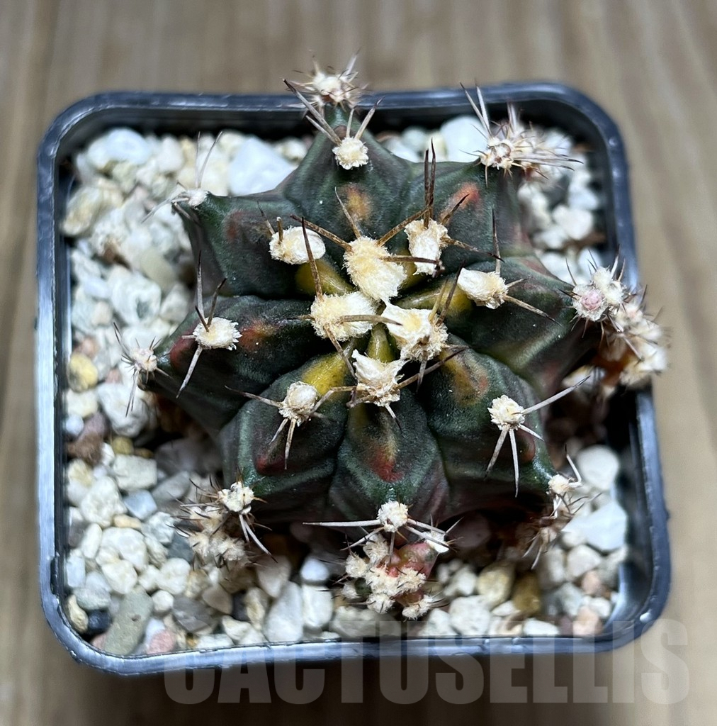 SHPR27404 Gymnocalycium mihanovichii ‘Son of Sepia’ - Imagen 2