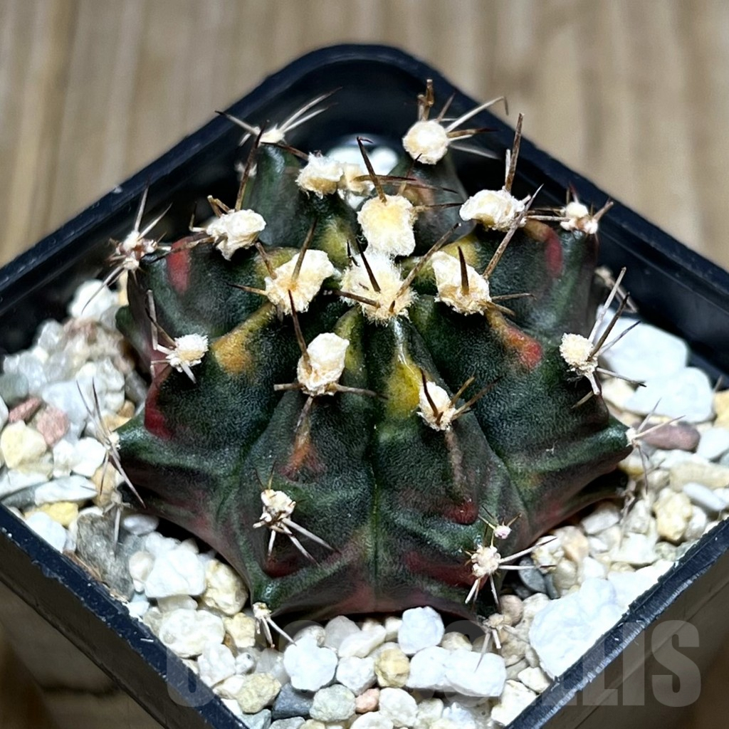 SHPR27405 Gymnocalycium mihanovichii ‘Son of Sepia’