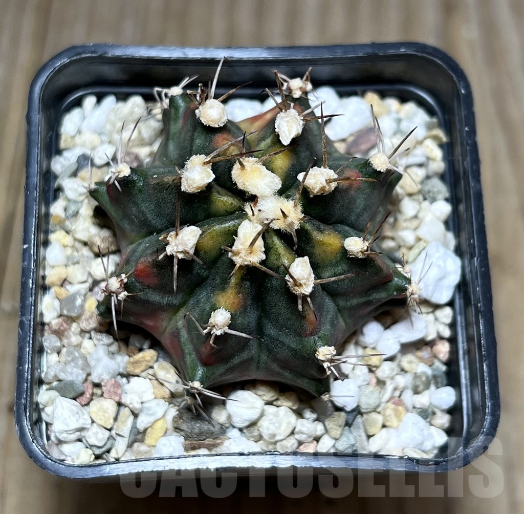 SHPR27405 Gymnocalycium mihanovichii ‘Son of Sepia’ - Imagen 2