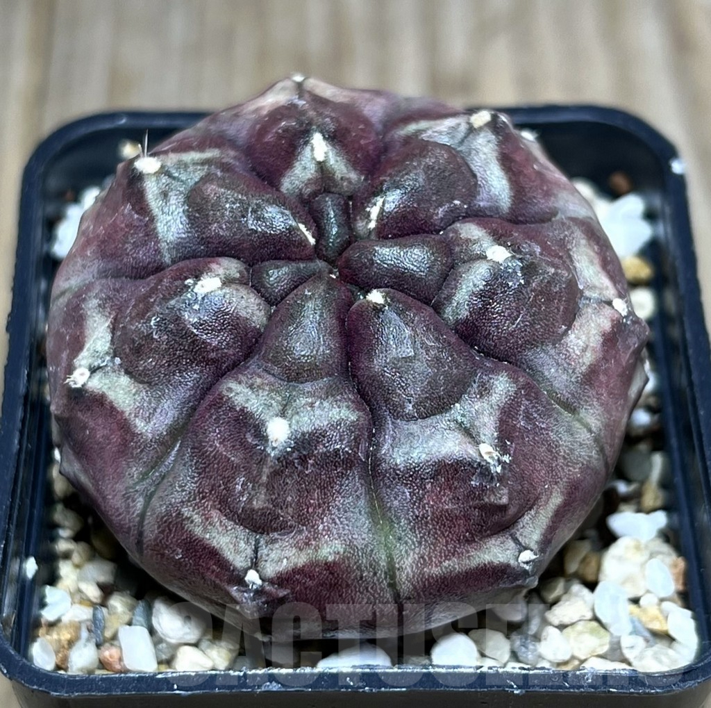 SHPR27406 Gymnocalycium mihanovichii ‘Day Dream’