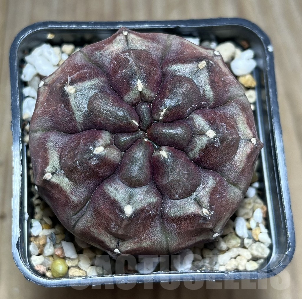 SHPR27406 Gymnocalycium mihanovichii ‘Day Dream’ - Image 2