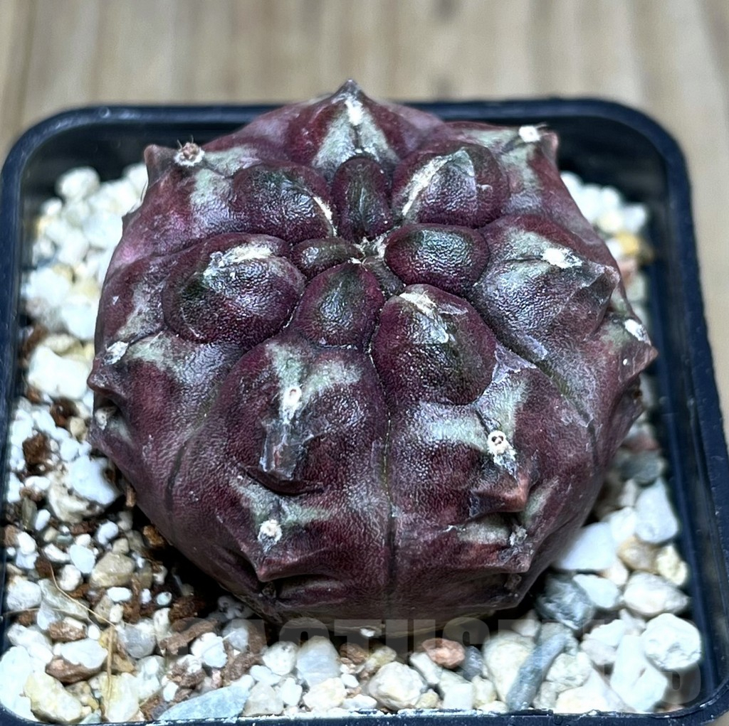 SHPR27407 Gymnocalycium mihanovichii ‘Day Dream’