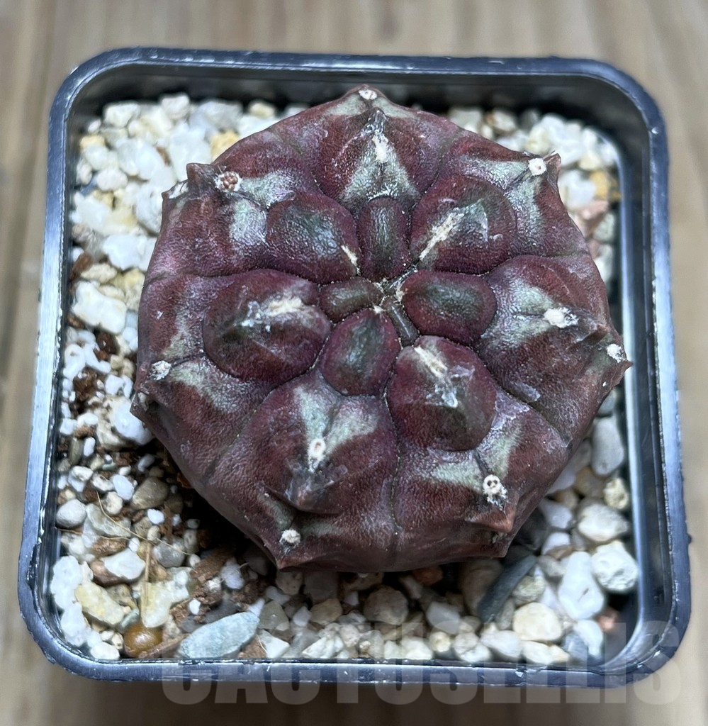 SHPR27407 Gymnocalycium mihanovichii ‘Day Dream’ - Image 2
