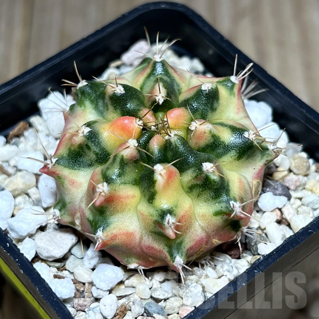 SHPR27408 Gymnocalycium mihanovichii f.variegata, seedling