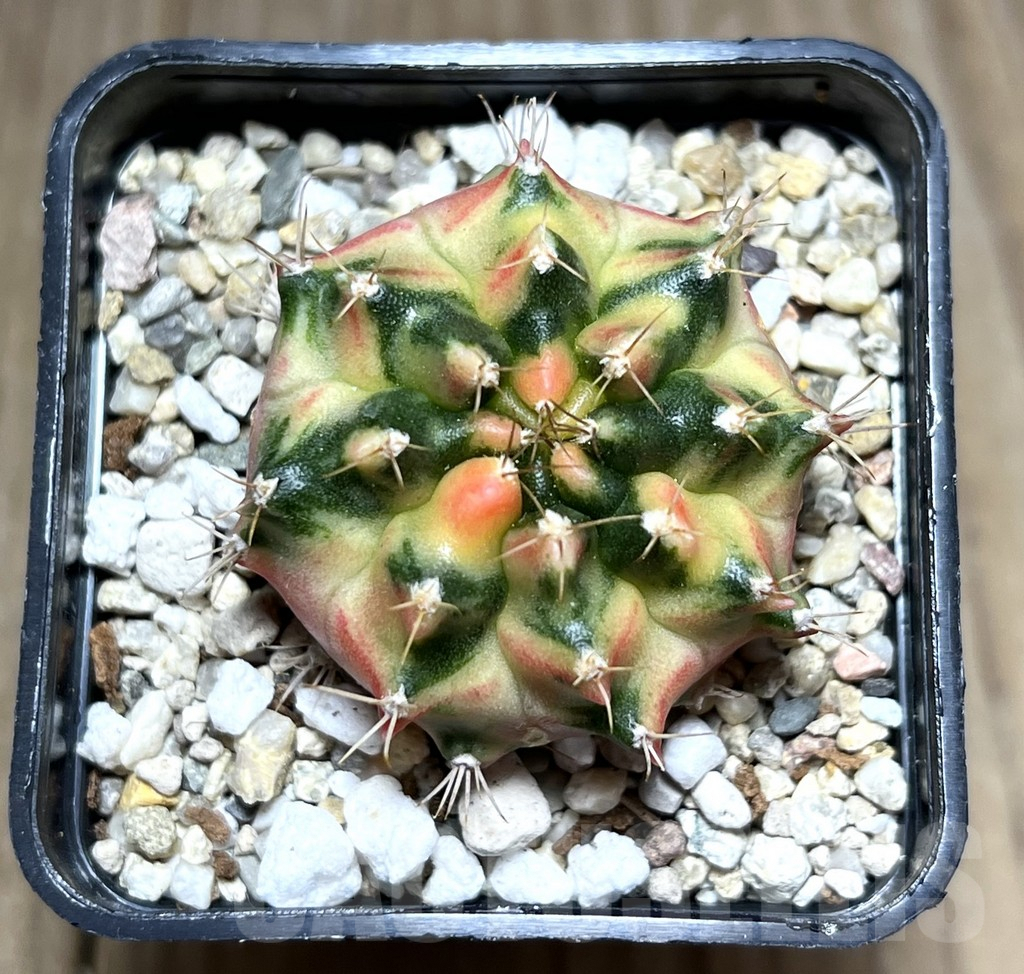 SHPR27408 Gymnocalycium mihanovichii f.variegata, seedling - Image 2