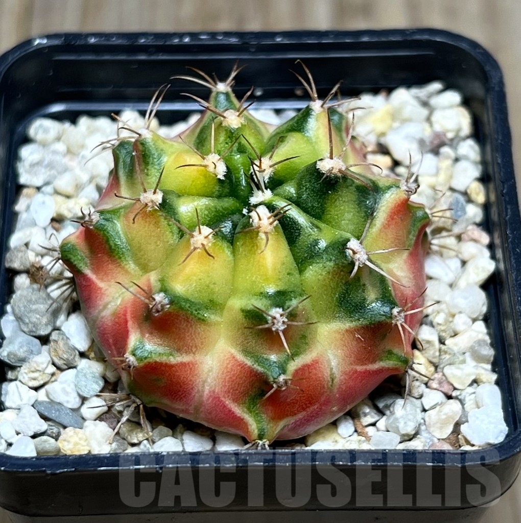 SHPR27410 Gymnocalycium mihanovichii f.variegata, seedling