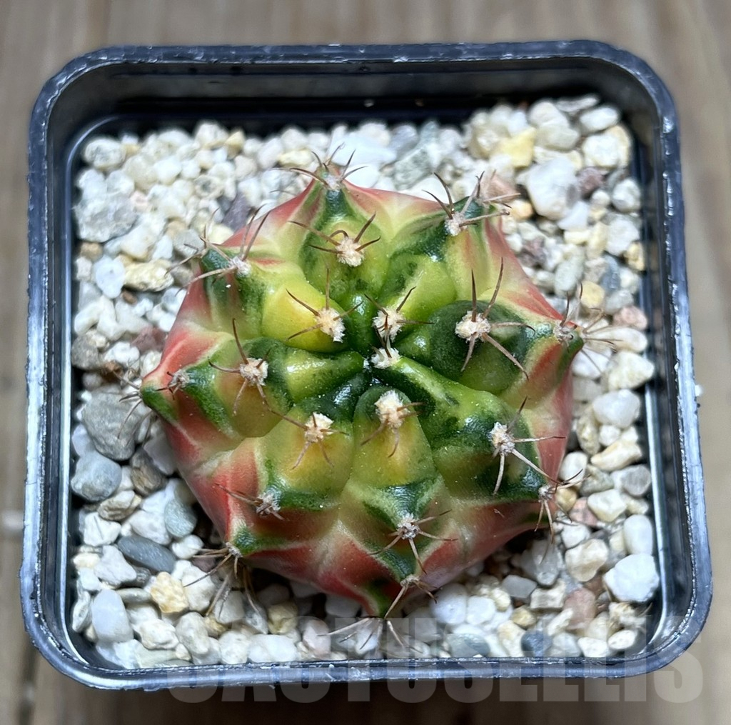 SHPR27410 Gymnocalycium mihanovichii f.variegata, seedling - Image 2