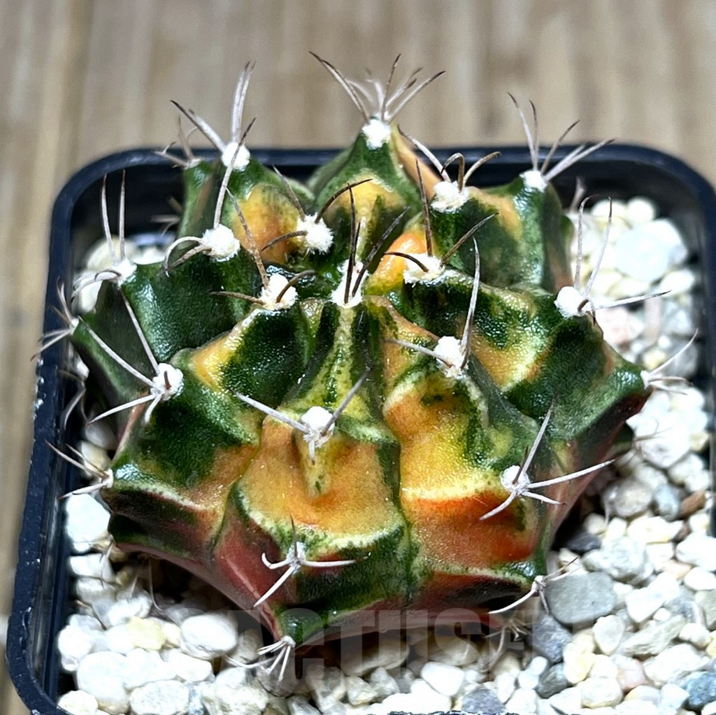 SHPR27411 Gymnocalycium mihanovichii f.variegata, seedling