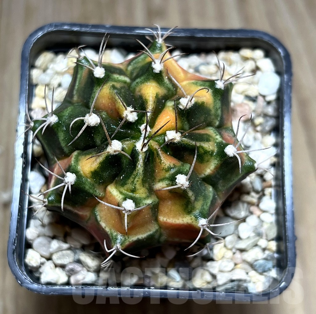 SHPR27411 Gymnocalycium mihanovichii f.variegata, seedling - Image 2