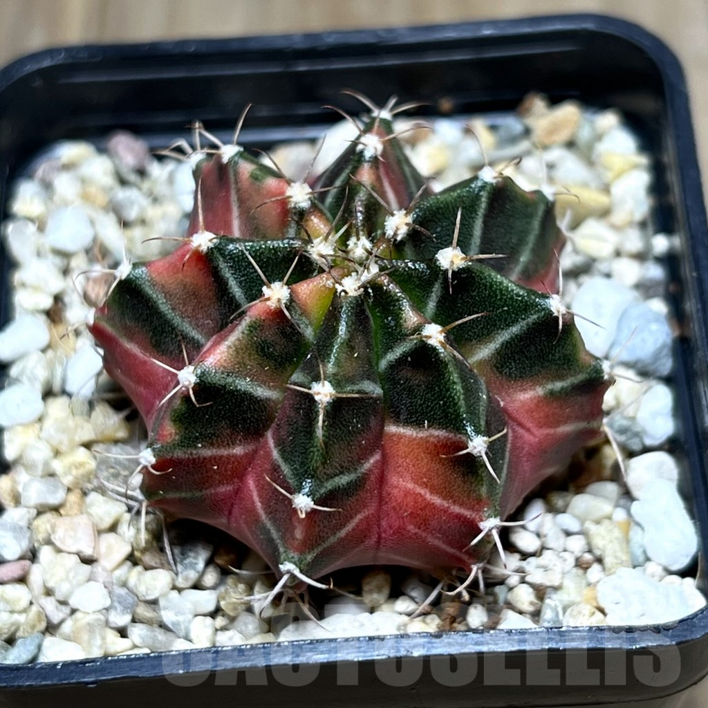 SHPR27413 Gymnocalycium mihanovichii ‘Fantasia’