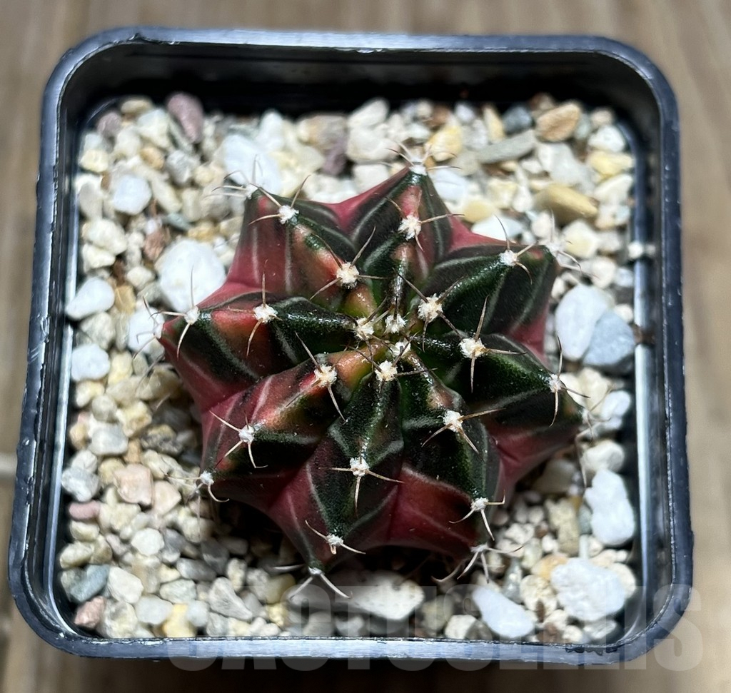 SHPR27413 Gymnocalycium mihanovichii ‘Fantasia’ - Image 2