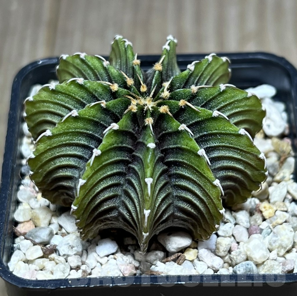 SHPR27419 Gymnocalycium friedrichii LB 2178 ‘Lime color’