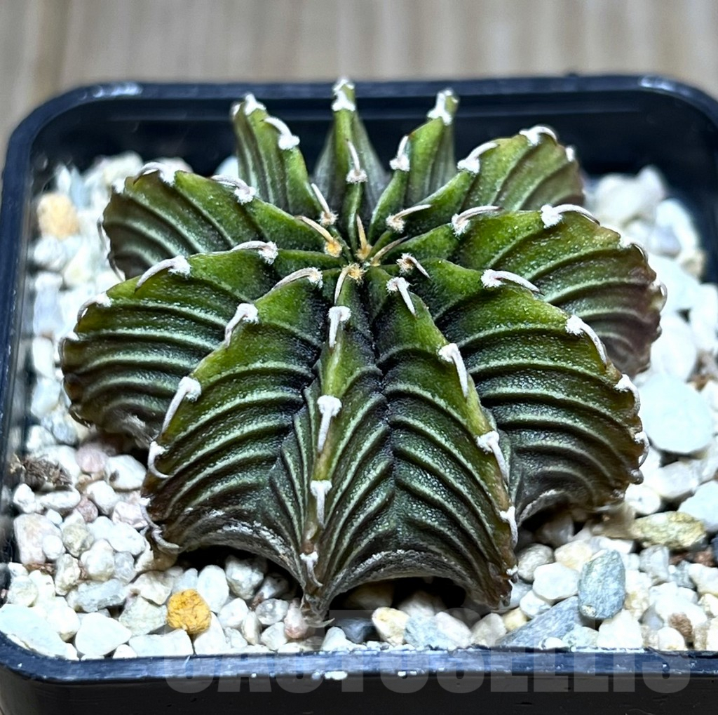 SHPR27420 Gymnocalycium friedrichii LB 2178 ‘Lime color’