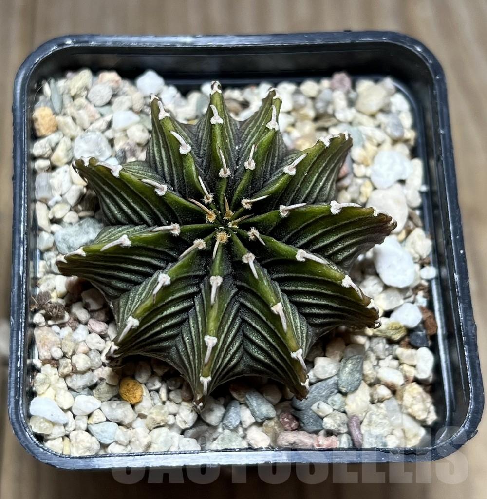 SHPR27420 Gymnocalycium friedrichii LB 2178 ‘Lime color’ - Imagen 2