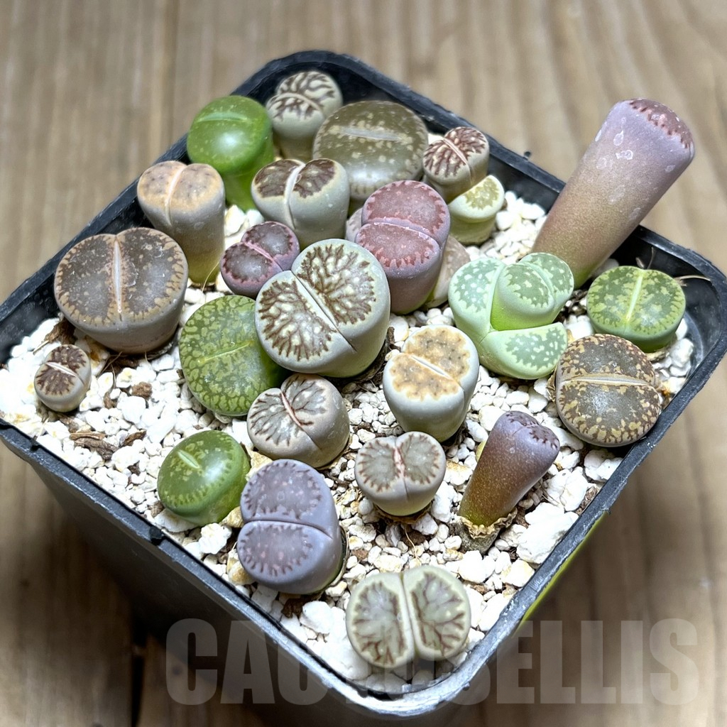 SHPR27421 Lithops mix