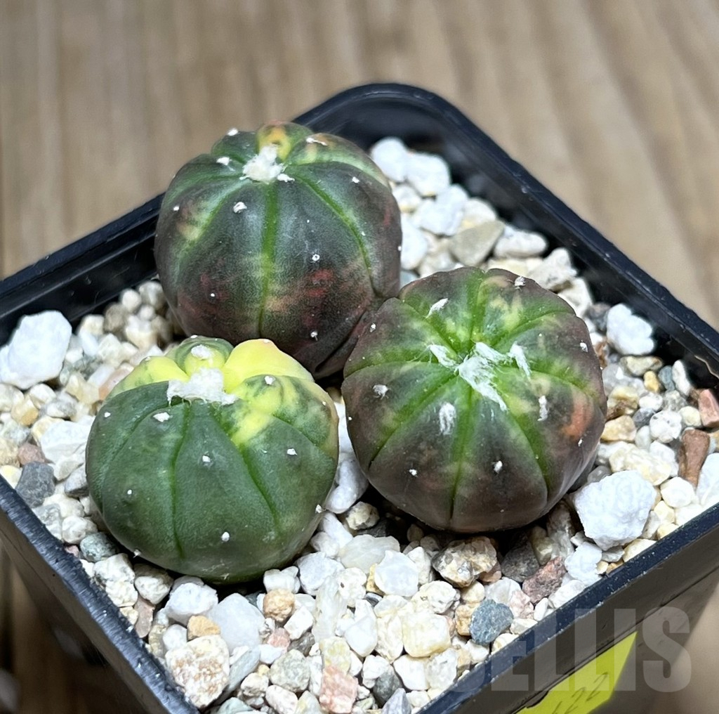 SHPR27422 Astrophytum asterias ‘Kikko Purple Skin Red’, 3 plants