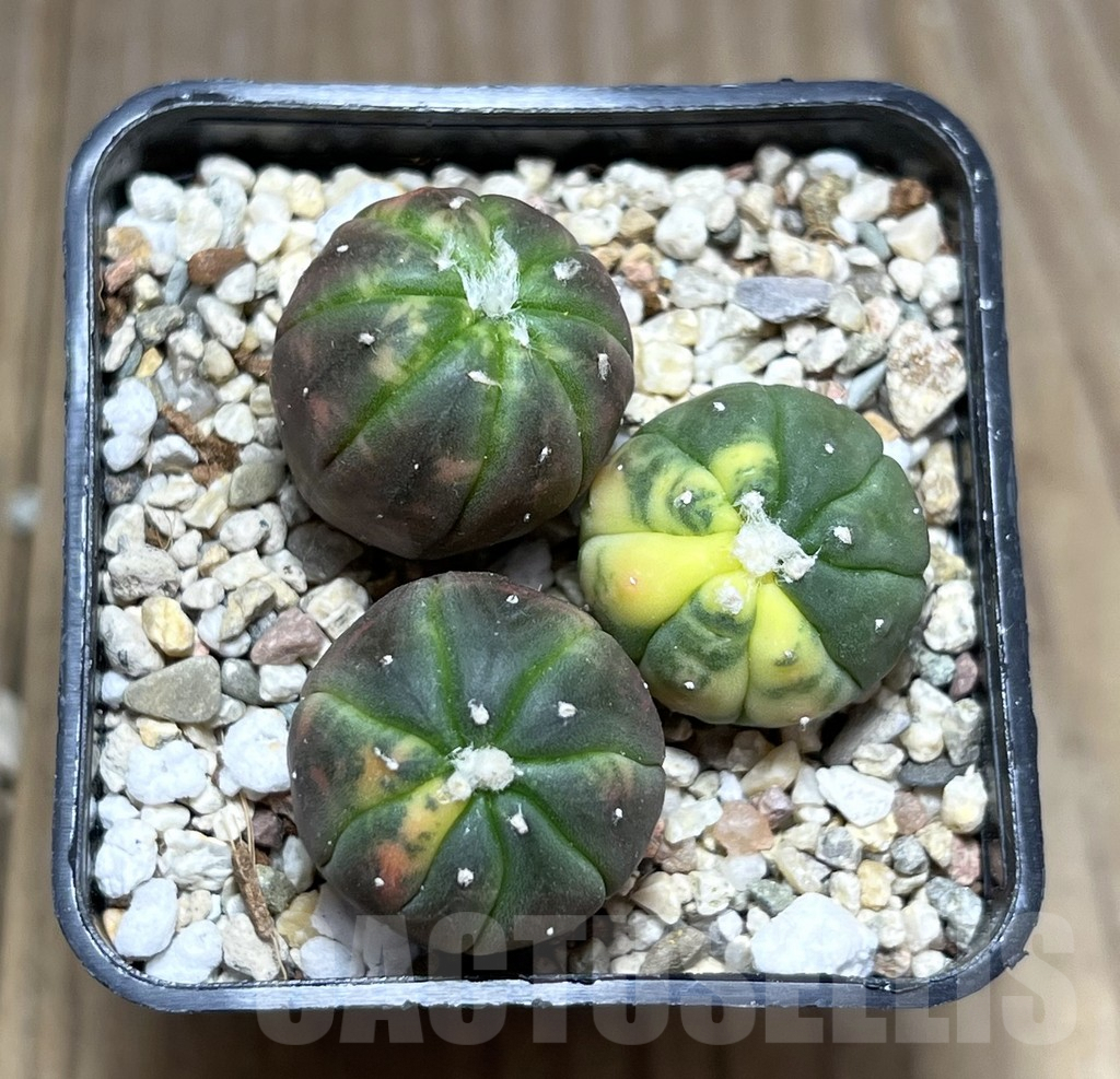 SHPR27422 Astrophytum asterias ‘Kikko Purple Skin Red’, 3 plants - Image 2