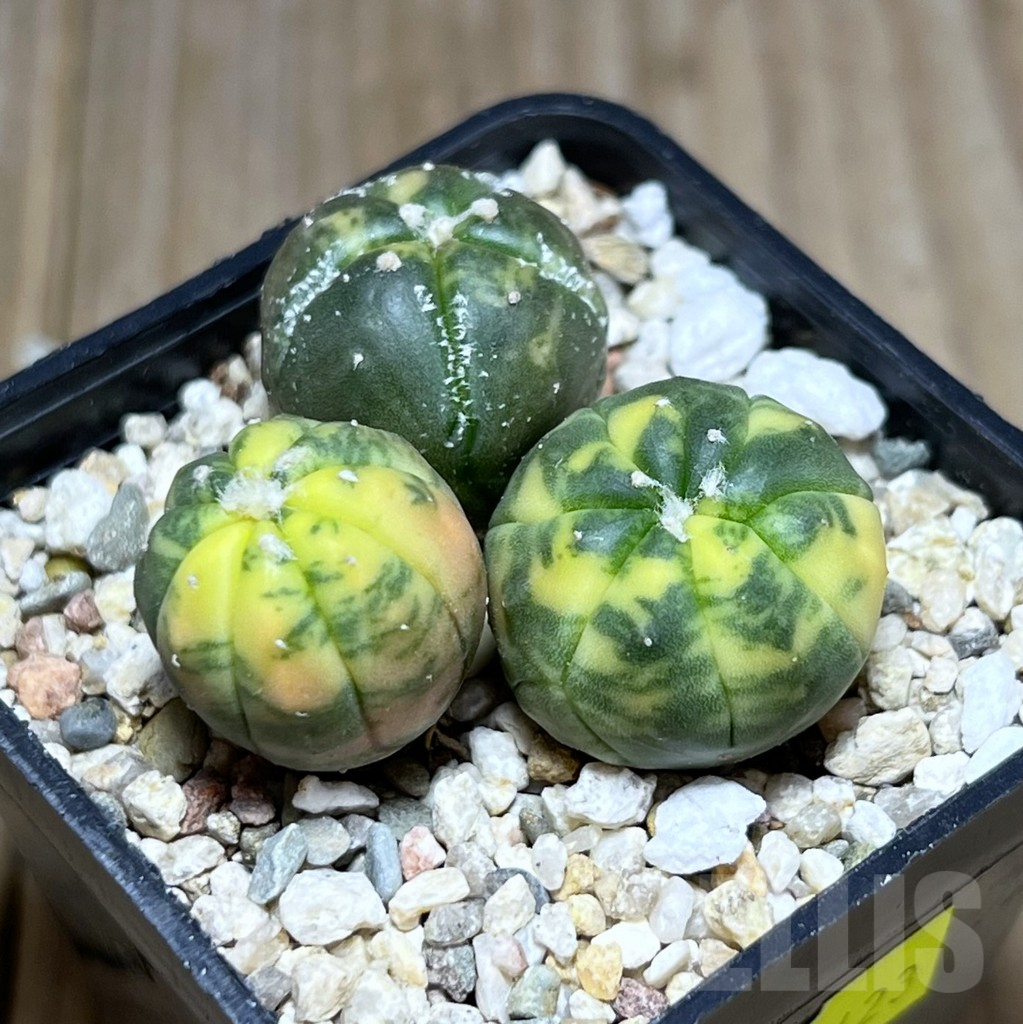 SHPR27423 Astrophytum asterias ‘Kikko Purple Skin Red’, 3 plants