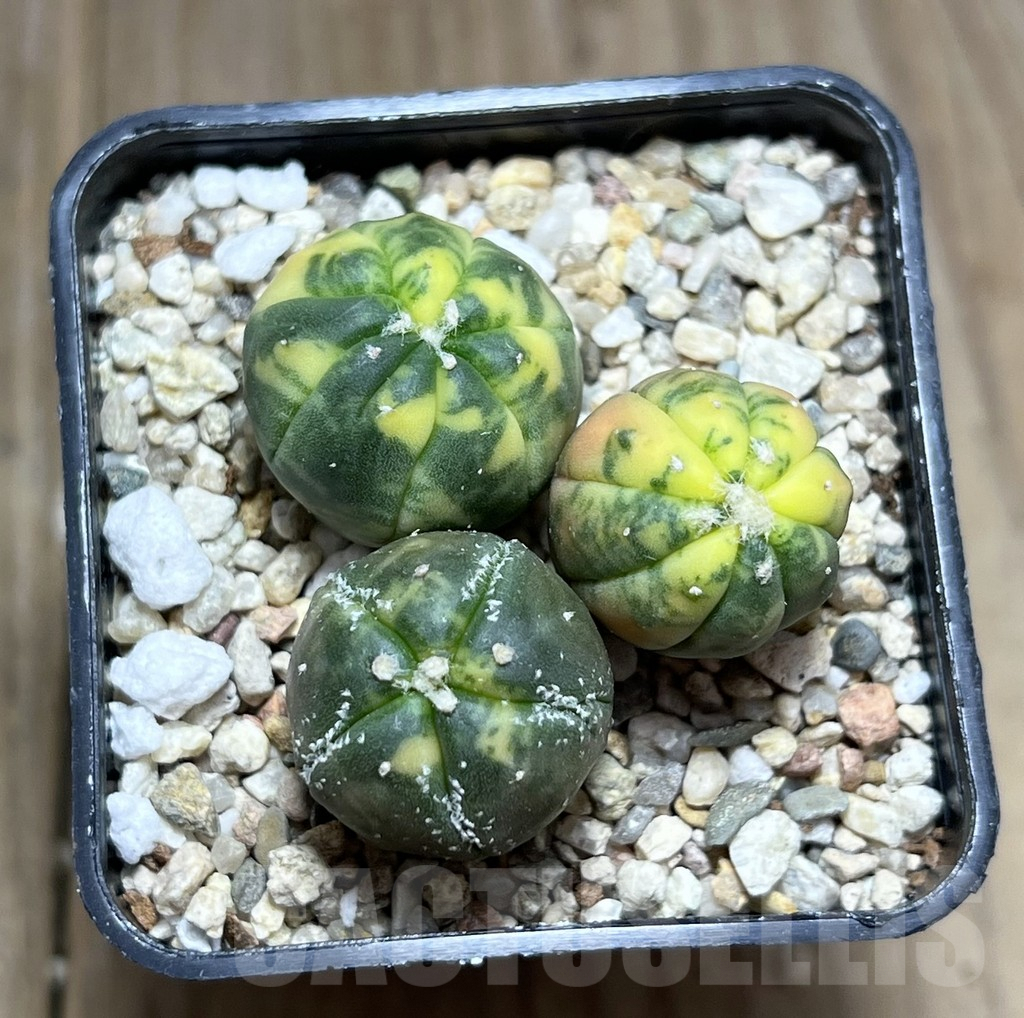 SHPR27423 Astrophytum asterias ‘Kikko Purple Skin Red’, 3 plants - Image 2