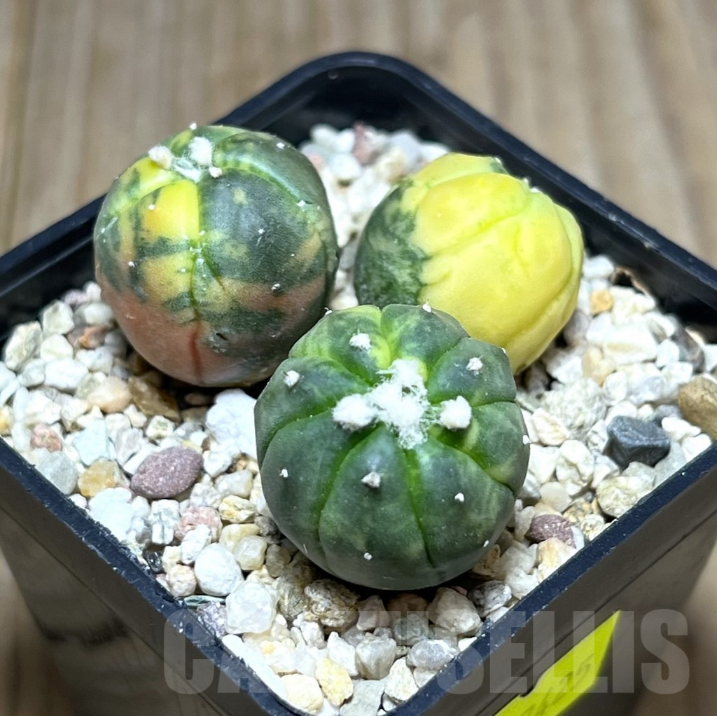 SHPR27425 Astrophytum asterias ‘Kikko Purple Skin Red’, 3 plants