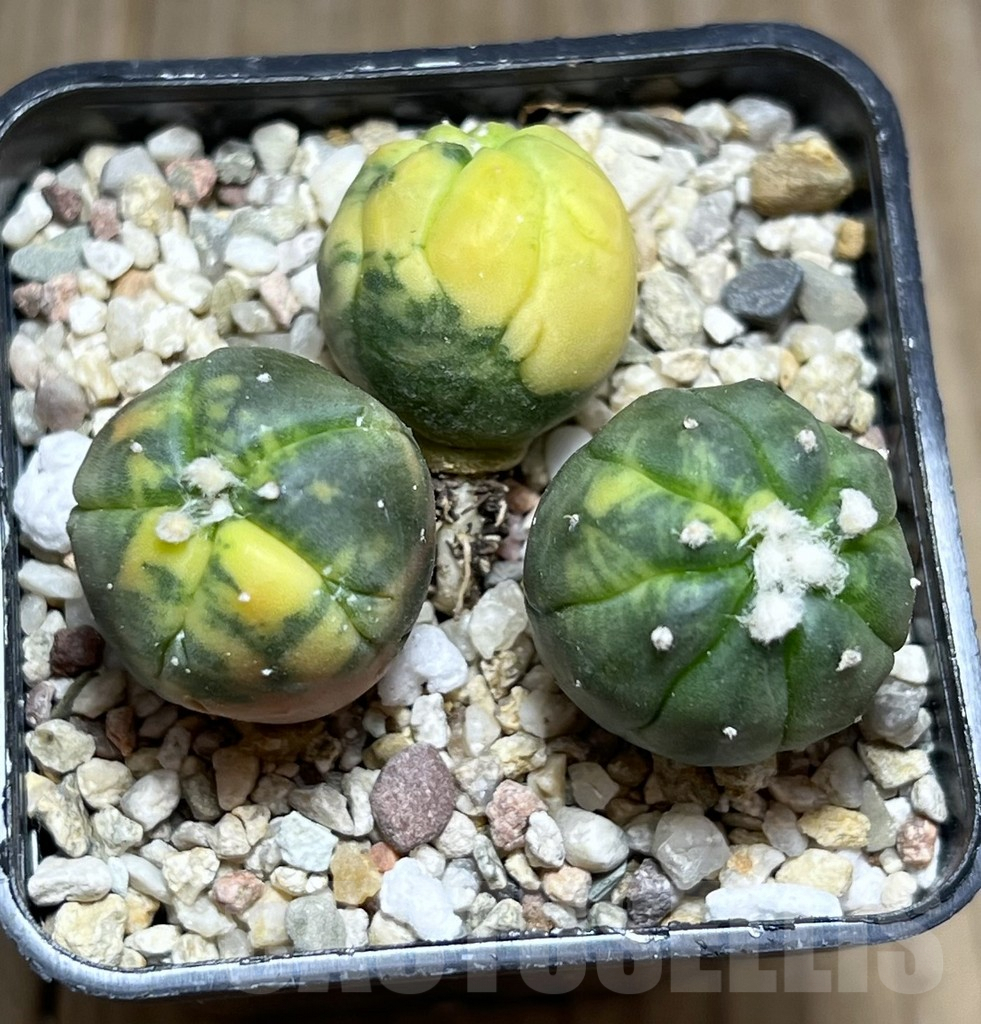 SHPR27425 Astrophytum asterias ‘Kikko Purple Skin Red’, 3 plants - Image 2