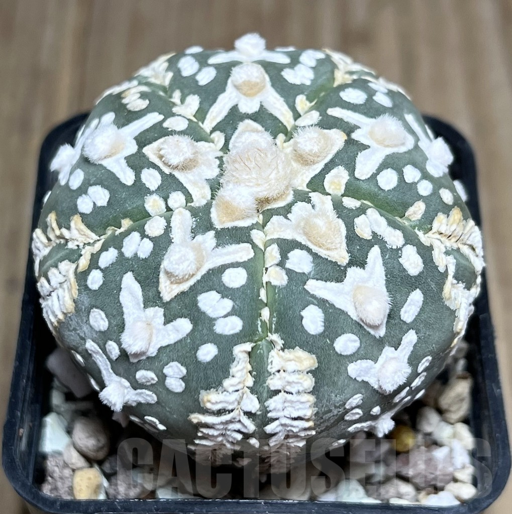 SHPR27426 Astrophytum asterias ‘Super Kabuto’ V-Type
