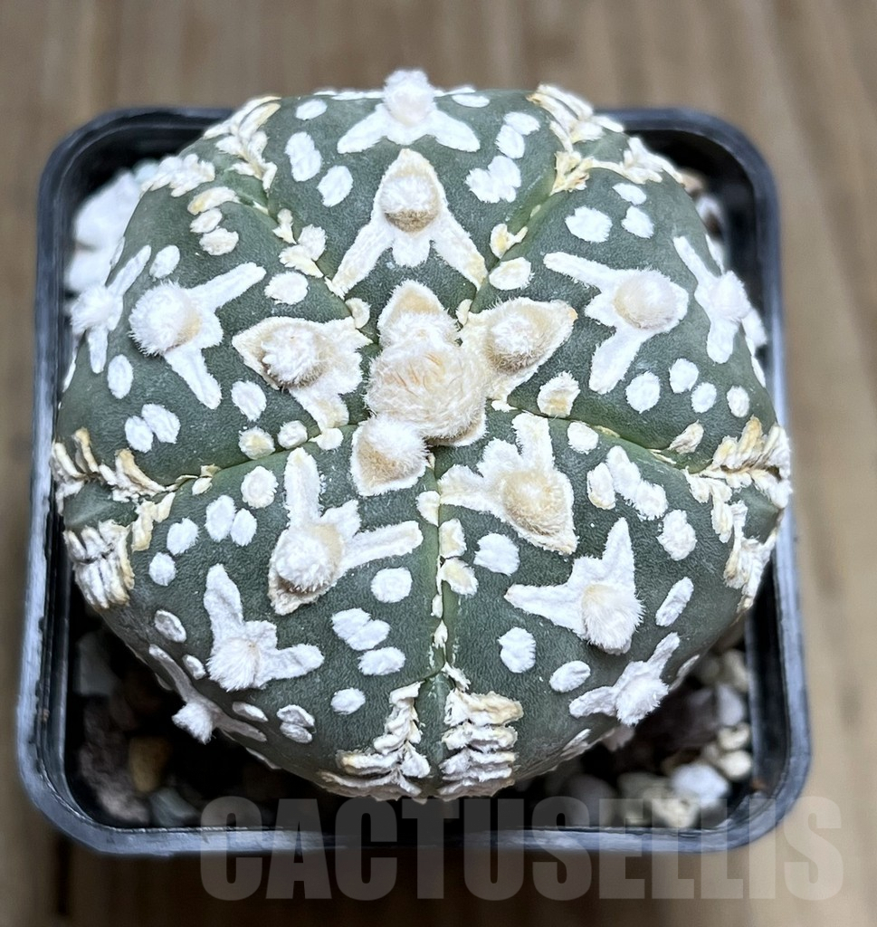 SHPR27426 Astrophytum asterias ‘Super Kabuto’ V-Type - Image 2